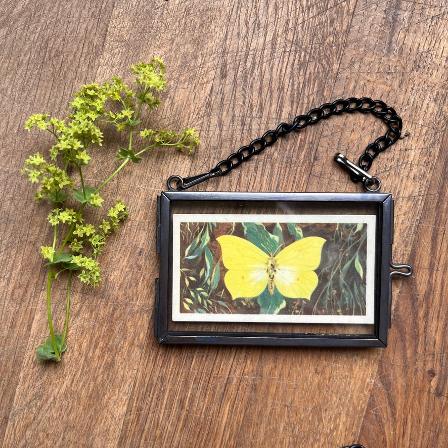 Tiny tea cards ~ framed vintage British Butterflies art ~ set of 4